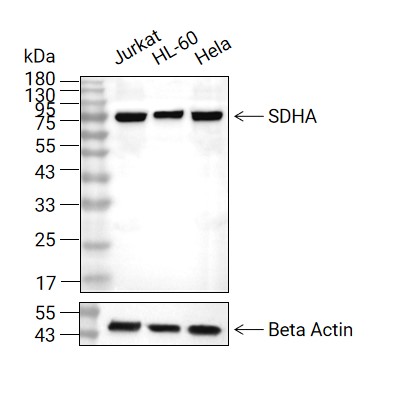 SDHA抗体 (YA083),SDHA Antibody (YA083)