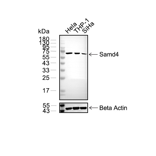 Smad4抗体 (YA074),Smad4 Antibody (YA074)