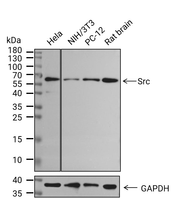 Src抗体 (YA061),Src Antibody (YA061)