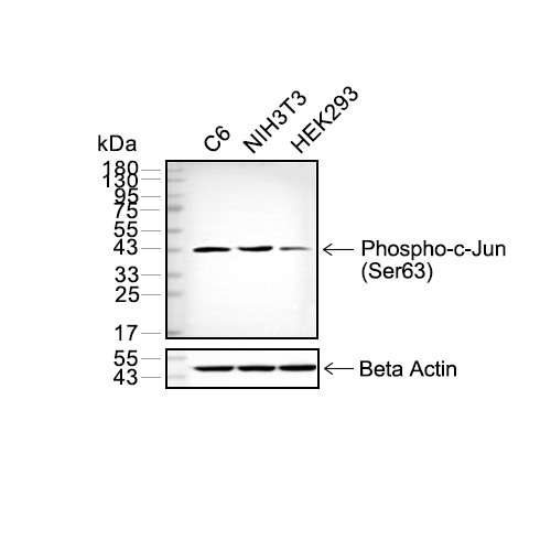 Phospho-c-Jun(Ser63)抗体 (YA214),Phospho-c-Jun(Ser63) Antibody (YA214)
