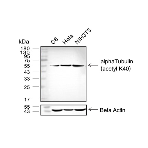 alpha Tubulin (acetyl K40)抗体 (YA626),alpha Tubulin (acetyl K40) Antibody (YA626)