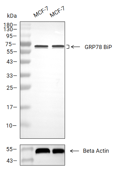 GRP78 BiP抗体 (YA745),GRP78 BiP Antibody (YA745)