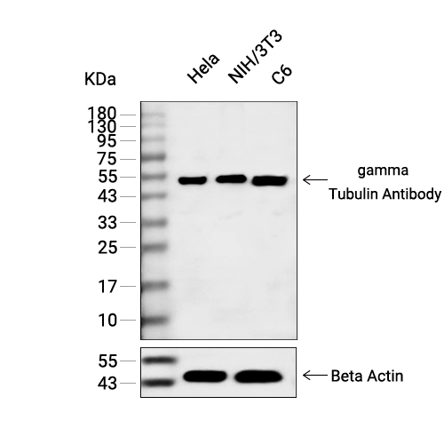 gamma Tubulin抗体 (YA419),gamma Tubulin Antibody (YA419)