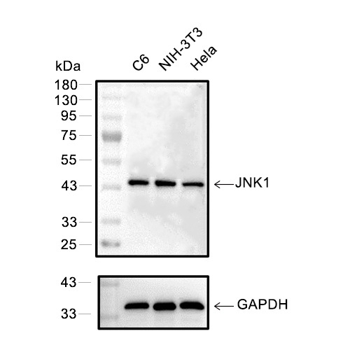 JNK1抗体 (YA720),JNK1 Antibody (YA720)