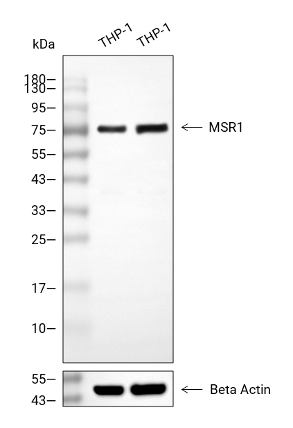 CD204抗体,CD204 Antibody