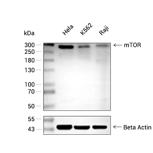 mTOR抗体,mTOR Antibody