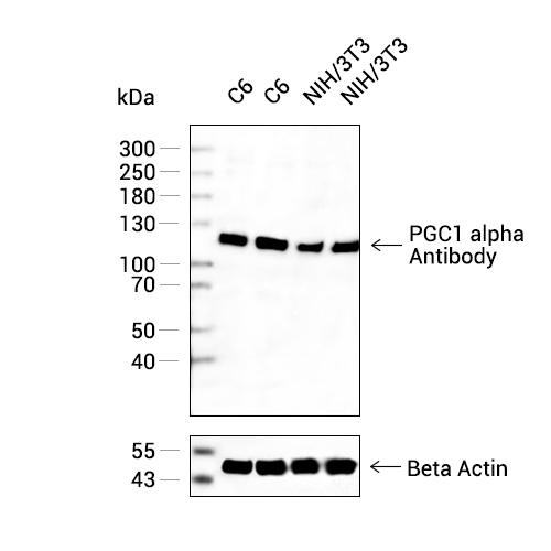 PGC1 alpha抗体,PGC1 alpha Antibody