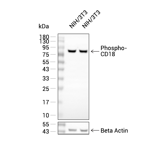 Phospho-CD18 (Ser745)抗体 (YA220),Phospho-CD18 (Ser745) Antibody (YA220)