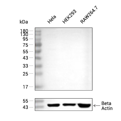 Rabbit IgG Isotype Control,Rabbit IgG Isotype Control