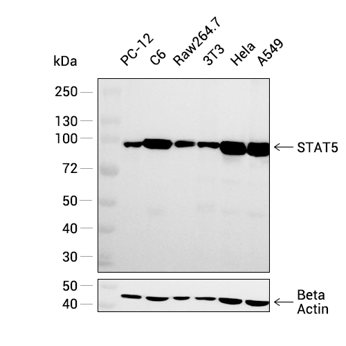 STAT5a+b抗体 (YA054),STAT5a+b Antibody (YA054)