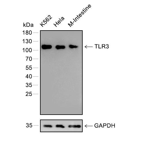 Toll-Like Receptor 3抗体,Toll-Like Receptor 3 Antibody
