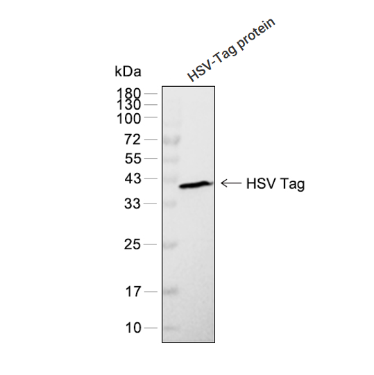 HSV Tag抗体 (YA878),HSV Tag Antibody (YA878)