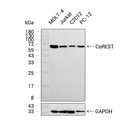 CoREST抗体 (YA1813),CoREST Antibody (YA1813)