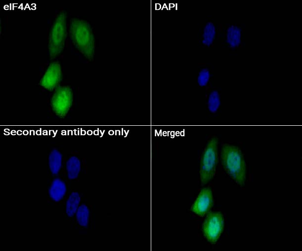 eIF4A3抗体 (YA1822),eIF4A3 Antibody (YA1822)