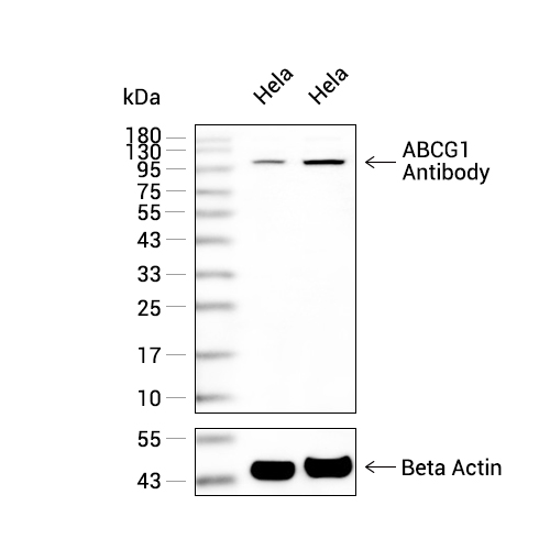 ABCG1抗体 (YA1841),ABCG1 Antibody (YA1841)