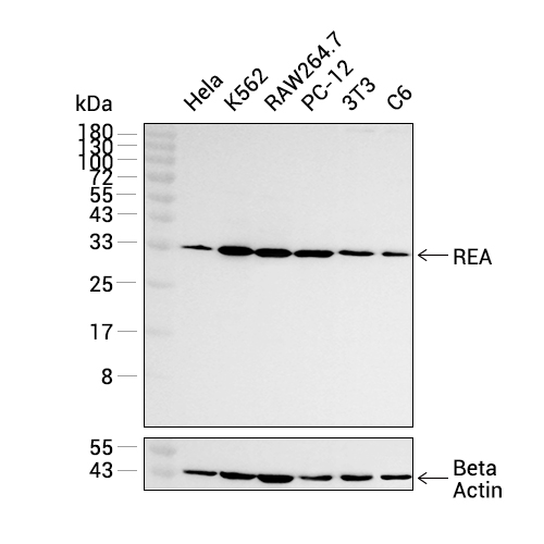 REA抗体 (YA1848),REA Antibody (YA1848)