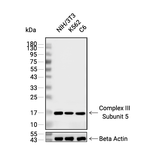 Complex III Subunit 5抗体 (YA1865),Complex III Subunit 5 Antibody (YA1865)