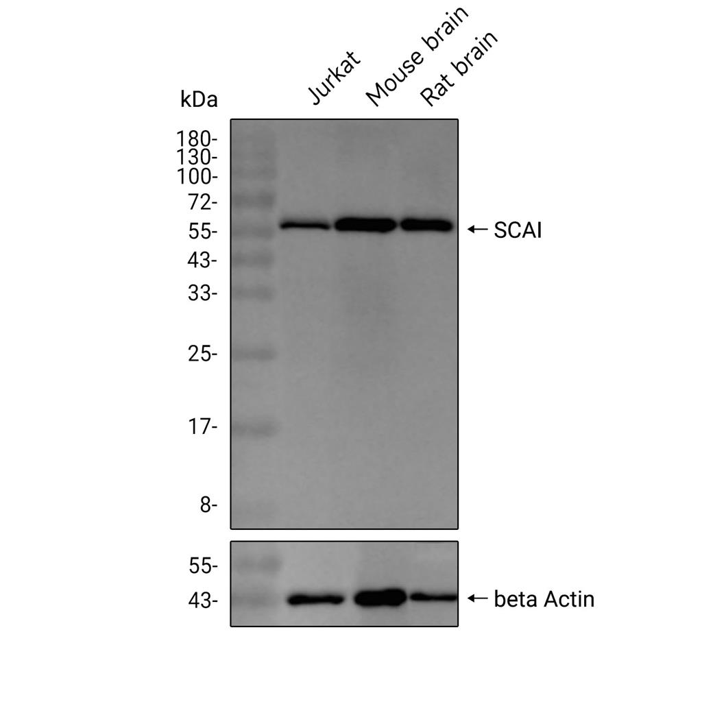 SCAI抗体 (YA1906),SCAI Antibody (YA1906)