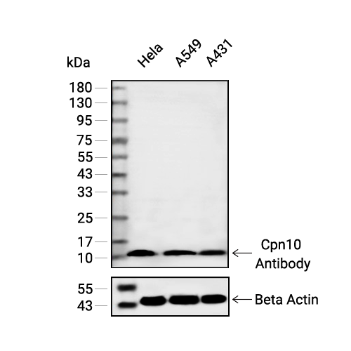 Cpn10抗体 (YA2190),Cpn10 Antibody (YA2190)