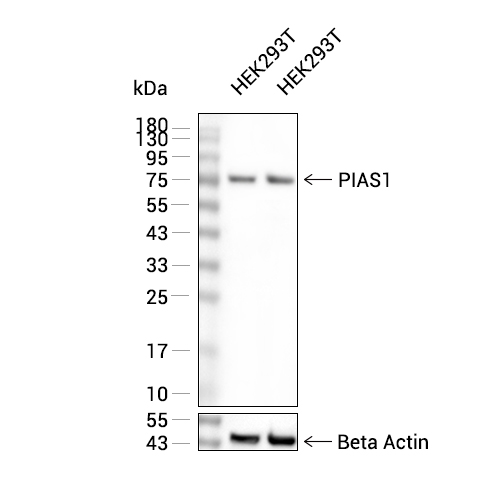 PIAS1抗体 (YA2217),PIAS1 Antibody (YA2217)