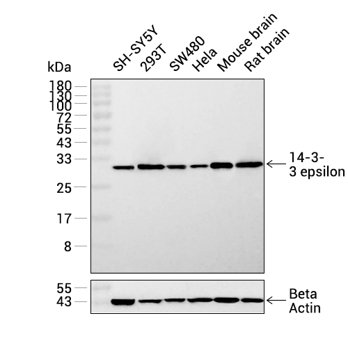 14-3-3 epsilon抗体 (YA2629),14-3-3 epsilon Antibody (YA2629)