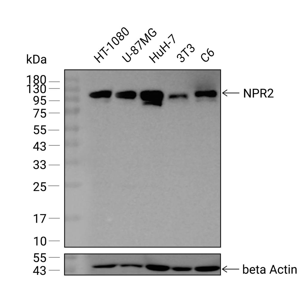 ANPR B抗体 (YA2913),ANPR B Antibody (YA2913)