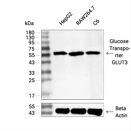 Glucose Transporter GLUT3抗体 (YA2922),Glucose Transporter GLUT3 Antibody (YA2922)