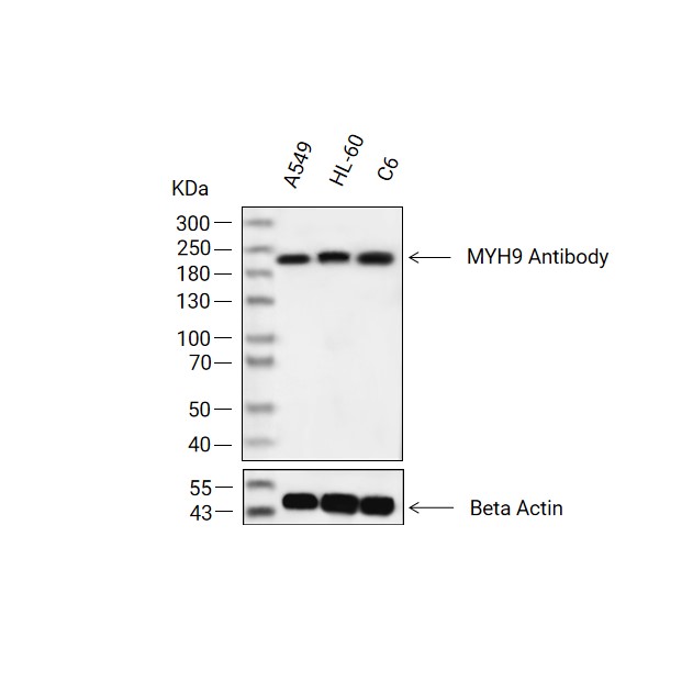 MYH9抗体 (YA3113),MYH9 Antibody (YA3113)