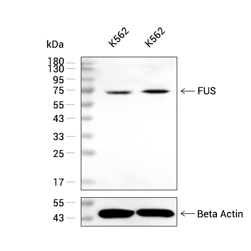 TLS/FUS抗体 (YA3197),TLS/FUS Antibody (YA3197)