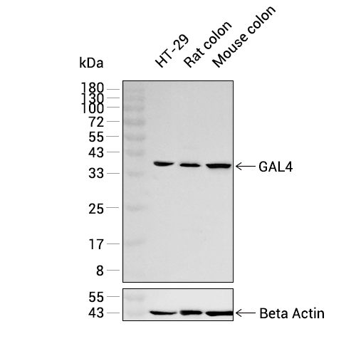 GAL4抗体 (YA3377),GAL4 Antibody (YA3377)
