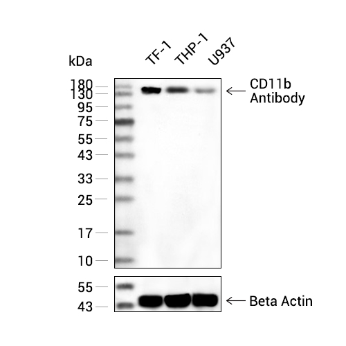 CD11b抗体 (YA3423),CD11b Antibody (YA3423)