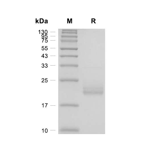 G-CSF蛋白, Mouse (CHO),G-CSF Protein, Mouse (CHO)