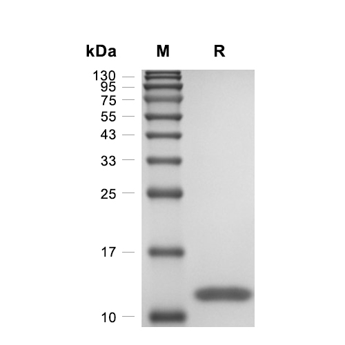 TGF beta 2/TGFB2蛋白, Human (HEK293),TGF beta 2/TGFB2 Protein, Human (HEK293)
