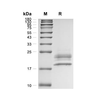 M-CSF蛋白, Human (CHO)