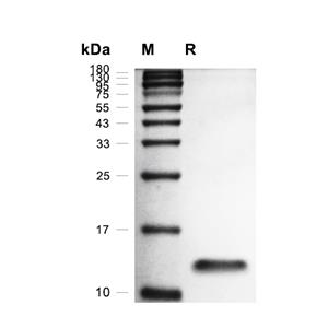 IFN-gamma蛋白, Rat