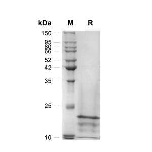 IL-13蛋白, Human (CHO)