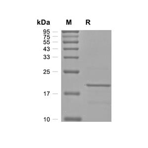 IL-1 alpha蛋白, Human,IL-1 alpha Protein, Human