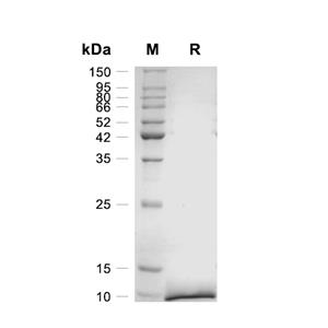 GRO-alpha/CXCL1蛋白, Mouse