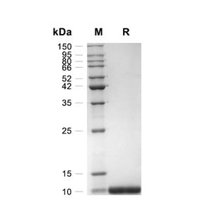 SDF-1 alpha/CXCL12蛋白, Mouse