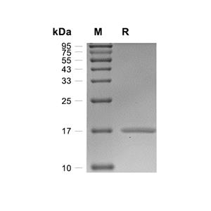 IL-1 alpha蛋白, Mouse