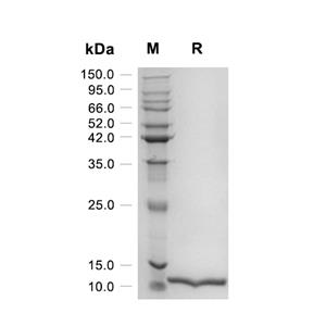 MCP-2/CCL8蛋白, Human