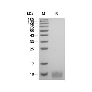 TGF alpha/TGFA蛋白, Human (CHO)