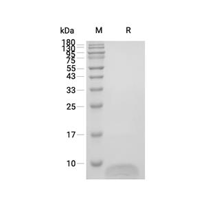 GRO-alpha/CXCL1蛋白, Mouse (CHO),GRO-alpha/CXCL1 Protein, Mouse (CHO)