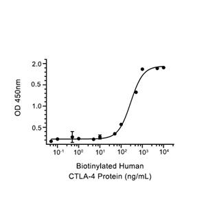 CTLA-4蛋白, Human (HEK293, Fc)