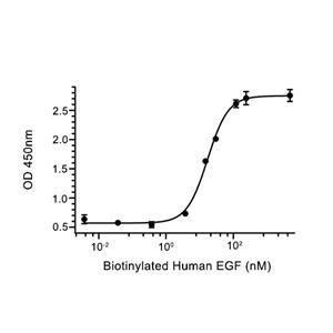 EGFR蛋白, Human (621a.a, sf9, His)