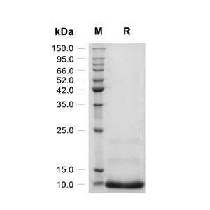 GRO-alpha/CXCL1蛋白, Rat