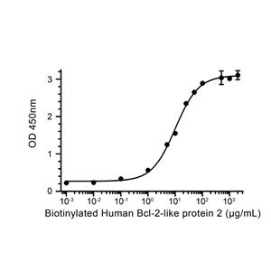 Bcl-2-like蛋白 2蛋白, Human (His),Bcl-2-like protein 2 Protein, Human (His)