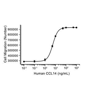 HCC-1/CCL14蛋白, Human (HEK293, His)