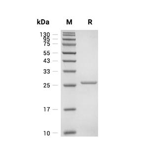 Kanamycin kinase type II/NEO蛋白, Klebsiella pneumoniae