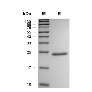 Kras4B蛋白, Human (184a.a, G12C, His)